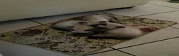 Siamese gatti in vendita: Gattini siamesi seal point - Annuncio 10