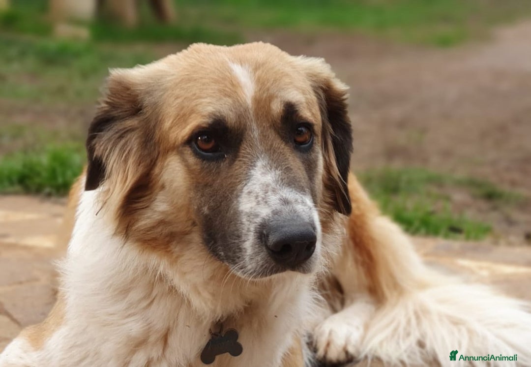 Meticcio cani in regalo: TRITONE una zampetta in meno ma tantoamore in piu' a Pomezia - Annuncio 1