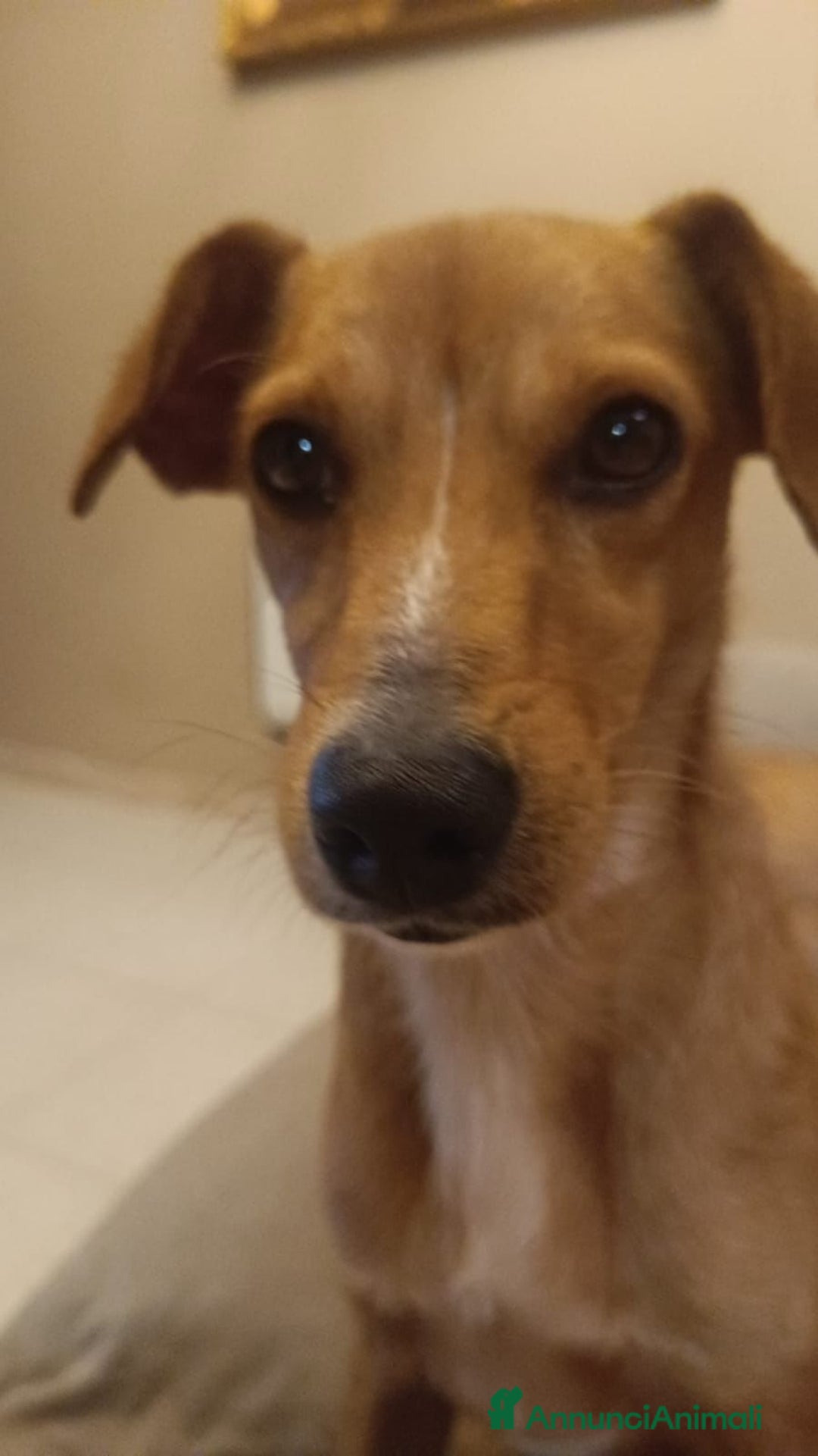 Altre razze cani in regalo: willy   - Immagine 1