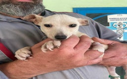 Meticcio cani in regalo: GRISU' JUNIOR, cucciolo TAGLIA PICCOLA!  - Immagine 3