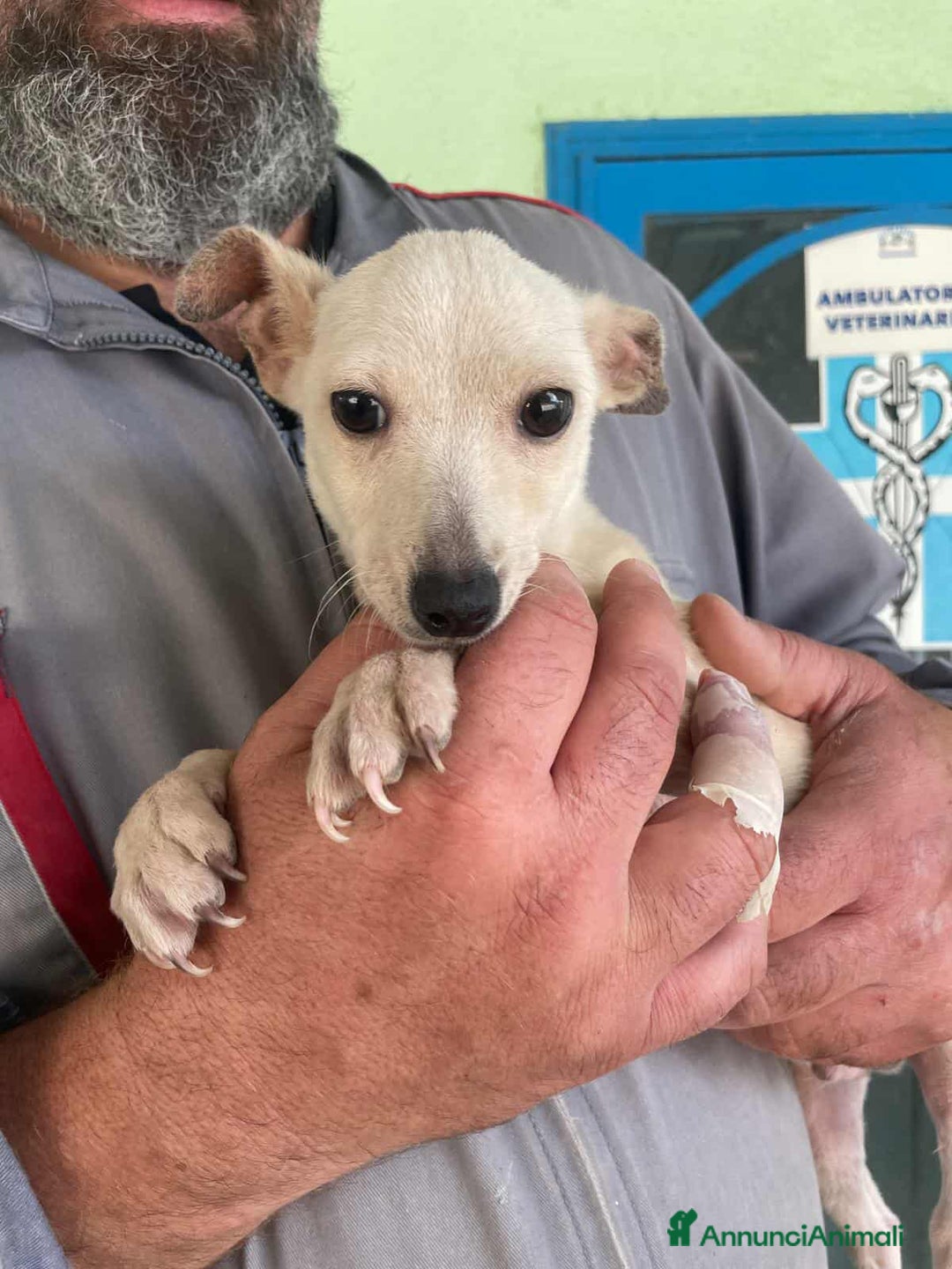 Meticcio cani in regalo: GRISU' JUNIOR, cucciolo TAGLIA PICCOLA!  - Immagine 3