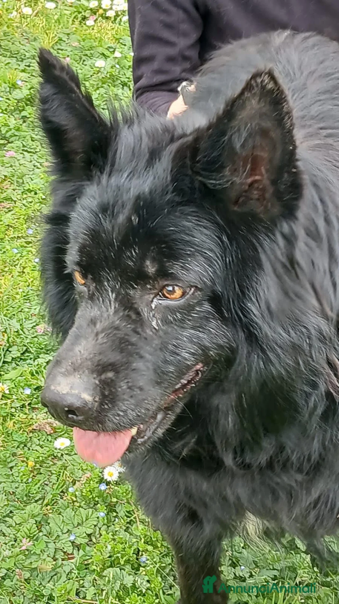 Meticcio cani in regalo: NONNO NERONE HA BISOGNO DI TE, ADOZIONE A DISTANZA - Annuncio 1