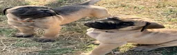Bullmastiff cani in vendita: Bullmastiff cuccioli a Provincia di Pescara - Annuncio 4