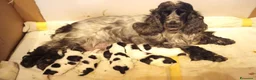 Cocker cani in vendita: Cuccioli Cocker Spaniel Inglese  a Provincia di Mantova - Annuncio 3