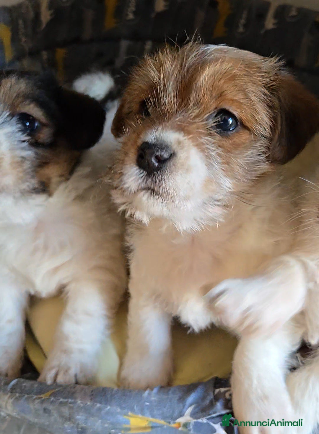 Jack Russell cani Cuccioli di Jack Russell  - Annuncio 2