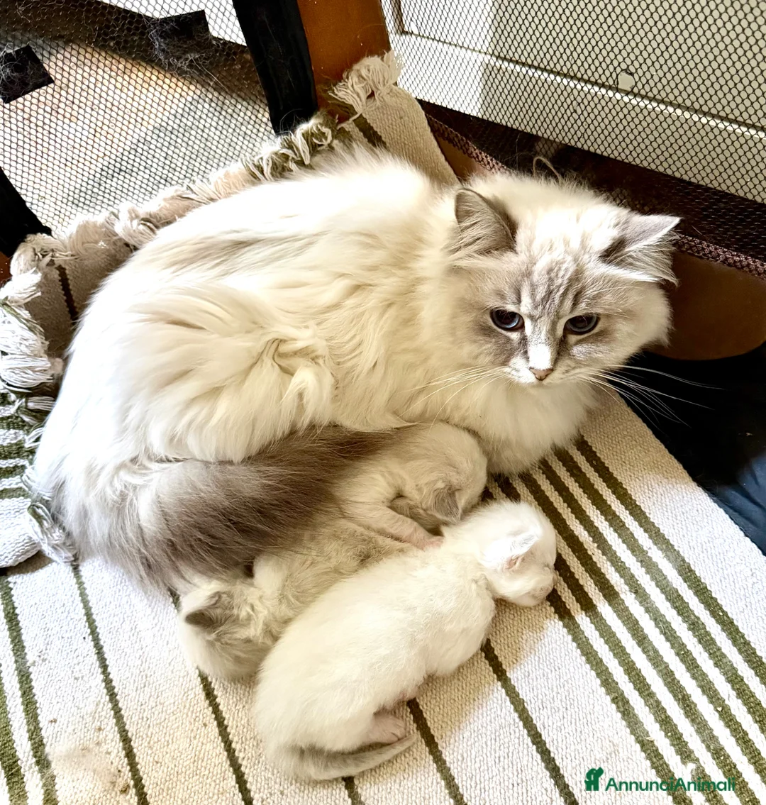 Ragdoll gatti in vendita: cucciolo dí ragdoll  - Annuncio 11