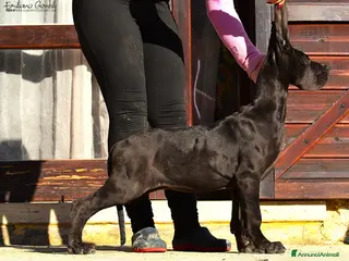 Alano cani Alano cucciola femmina Nera - Annuncio 1