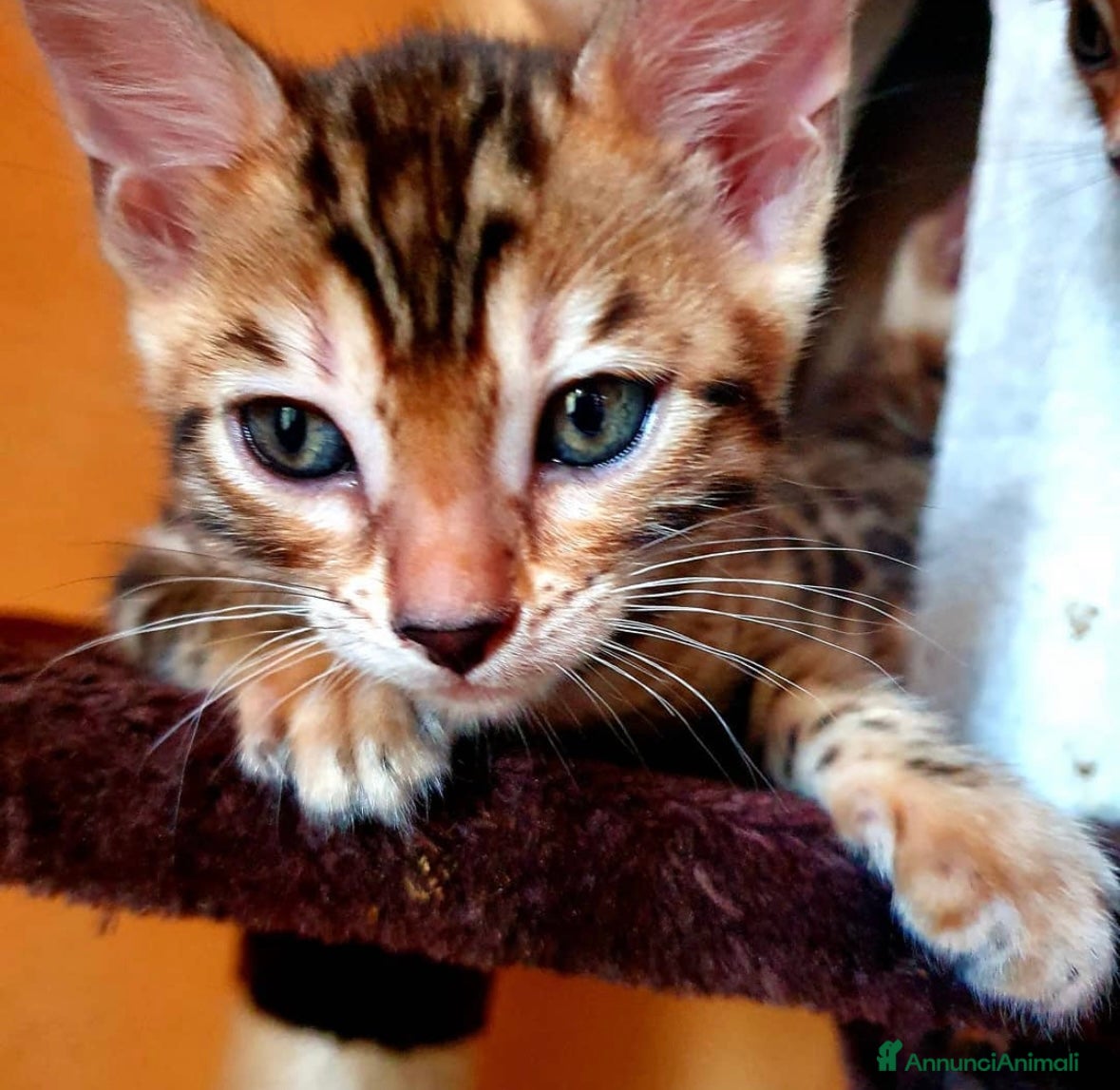 Bengala gatti Cuccioli bengala - Annuncio 2