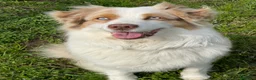 Australian Shepherd cani in vendita: Cucciola Australian Shepherd  - Annuncio 4