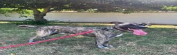 Meticcio cani in regalo: VITO CERCA CASA - Annuncio 16