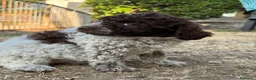 Lagotto cani in vendita: Lagotto Romagnolo - Annuncio 3