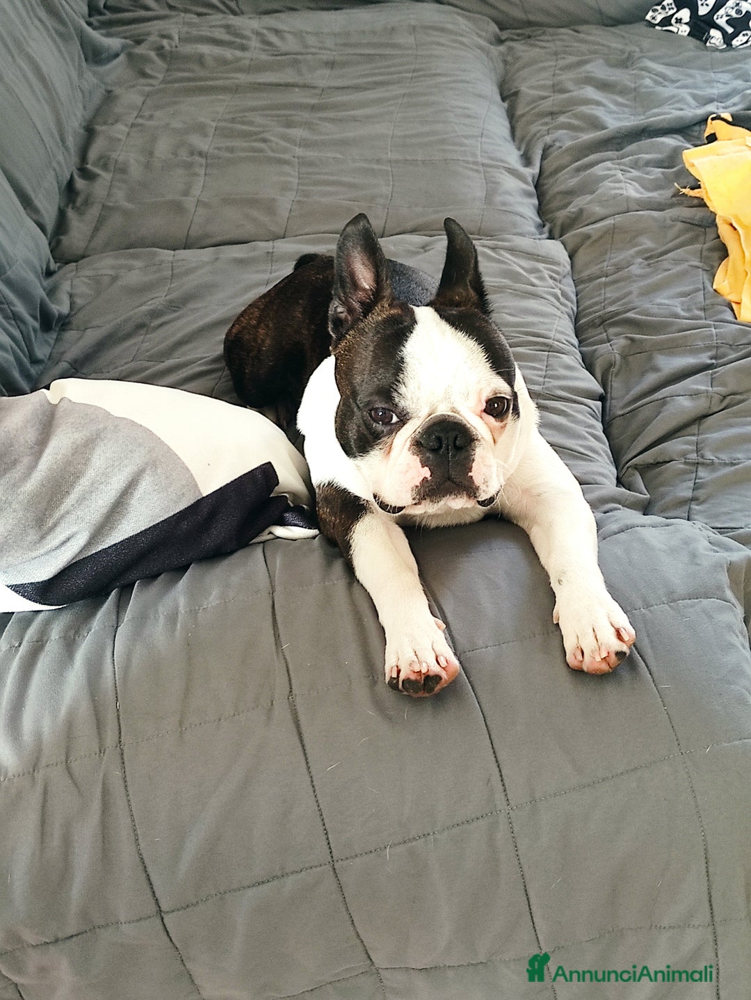 Boston Terrier cani per accoppiamento: Boston terrier maschio per accoppiamento a Provincia di Biella - Immagine 2