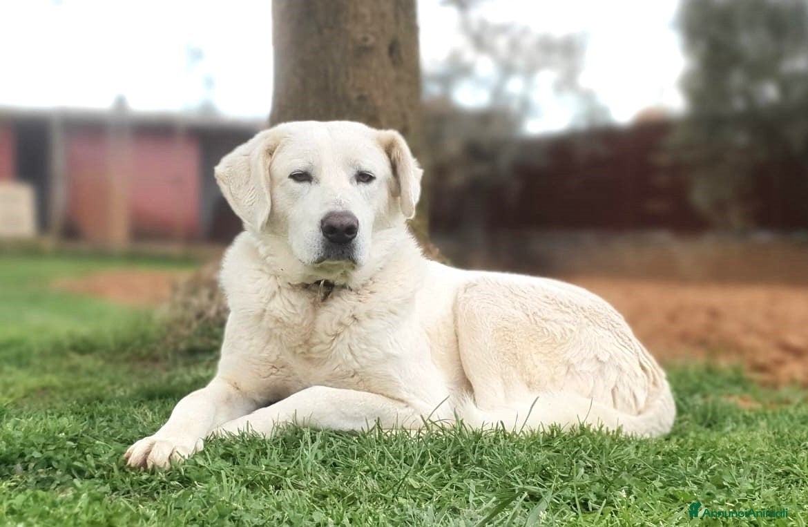 Meticcio cani Achille, una nuvola bianca a Pomezia - Annuncio 10