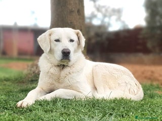 Meticcio cani Achille, una nuvola bianca a Pomezia - Annuncio 5