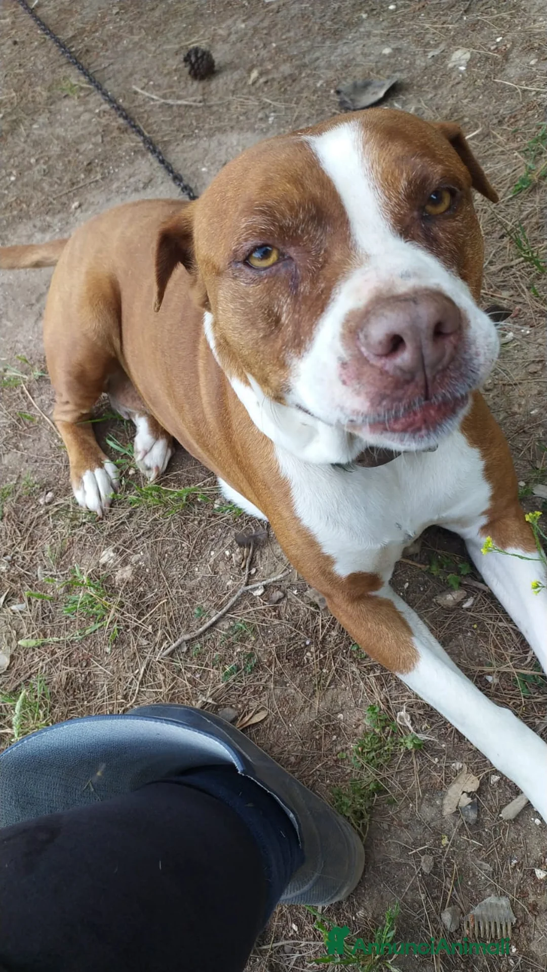 American Staffordshire cani in regalo: Amstaff adulta SOLA IN ROULOTTE!SOS CASA ORISTANO  - Annuncio 6