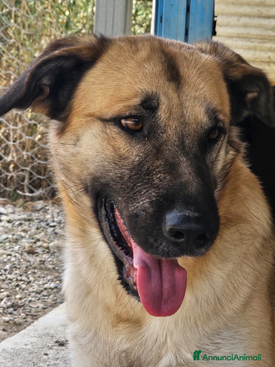 Meticcio cani in regalo: Jimmy uno sguardo pieno di fiducia - Annuncio 2