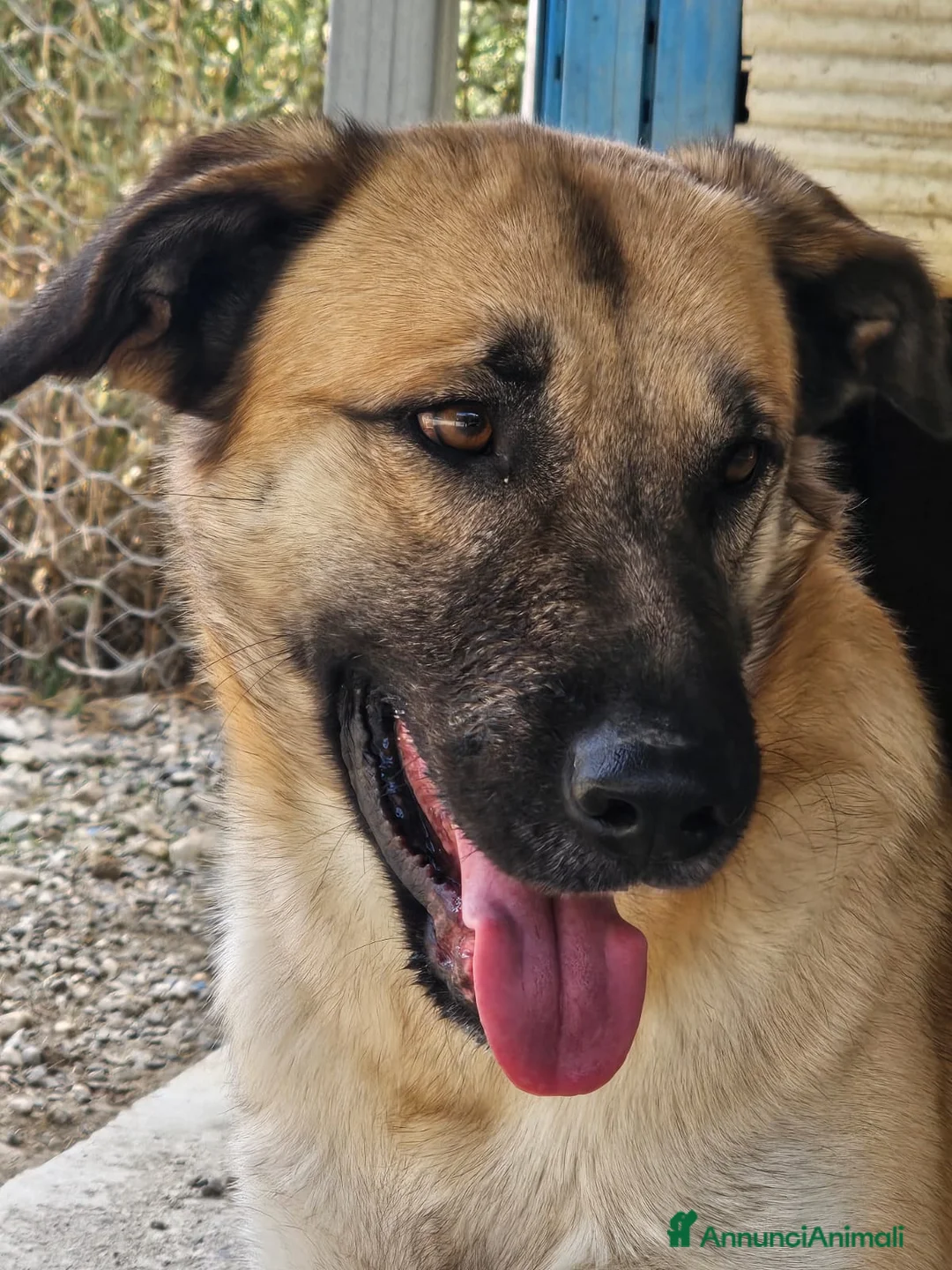 Meticcio cani in regalo: Jimmy uno sguardo pieno di fiducia - Annuncio 2