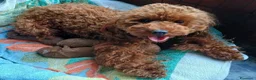 Barboncino Toy cani in vendita: Barboncino Toy Red  - Annuncio 3