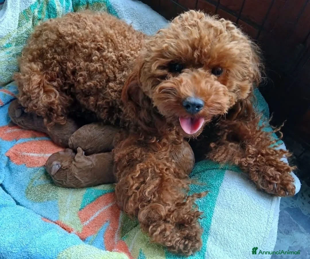 Barboncino Toy cani in vendita: Barboncino Toy Red  - Annuncio 2