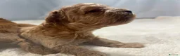 Barboncino Toy cani in vendita: Cuccioli barboncino toy rosso - Annuncio 24