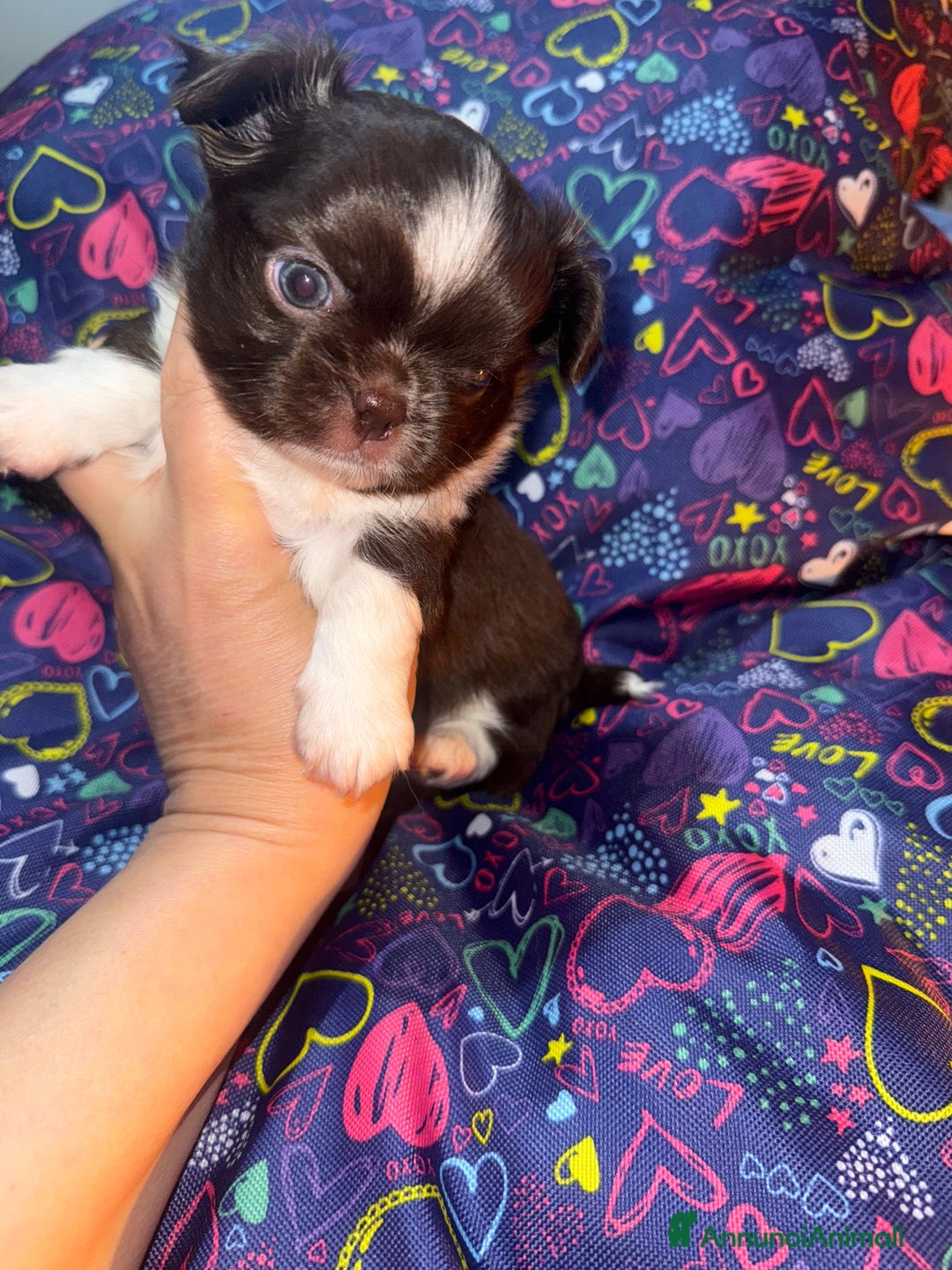 Chihuahua cani in vendita: Chihuahua pelo lungo  - Annuncio 1