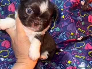 Chihuahua cani Chihuahua pelo lungo - Annuncio 1