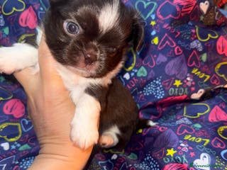 Chihuahua cani Chihuahua pelo lungo - Annuncio 17