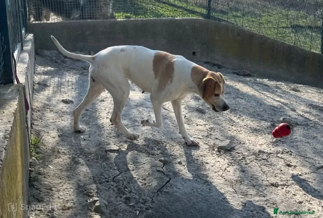 Pointer cani in regalo: AMANDA 5 anni pointer dolcissima - Annuncio 2