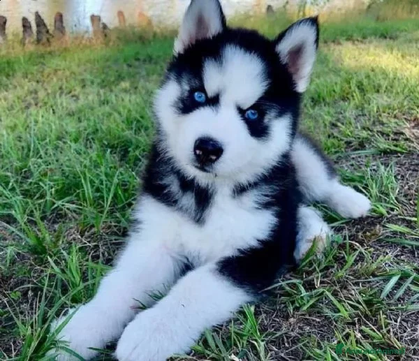 Husky cani Cuccioli siberian husky  - Annuncio 2