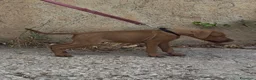 Pitbull cani in vendita: Pitbull pedigree  - Annuncio 2