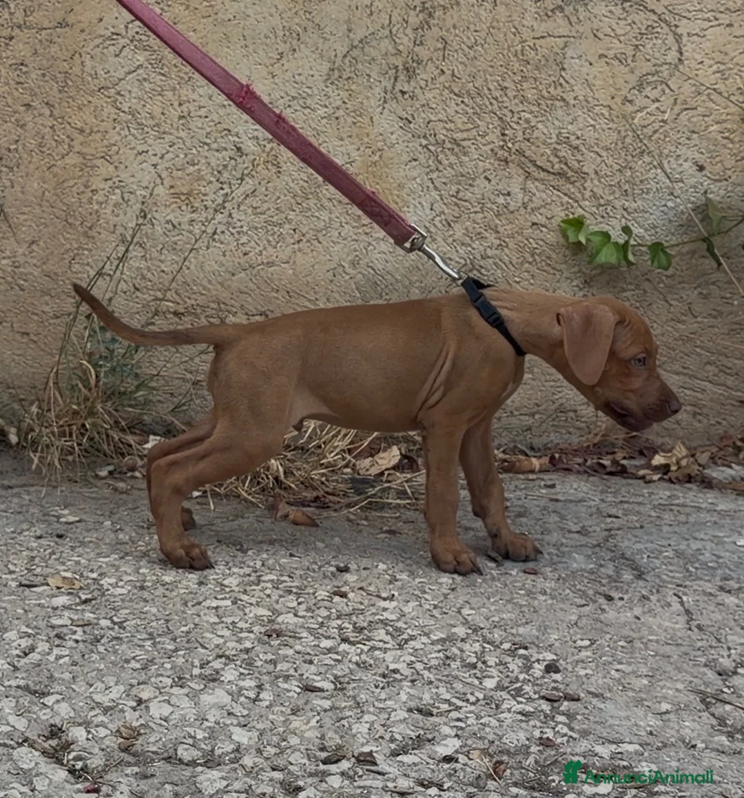 Pitbull cani in vendita: Pitbull pedigree  - Annuncio 2