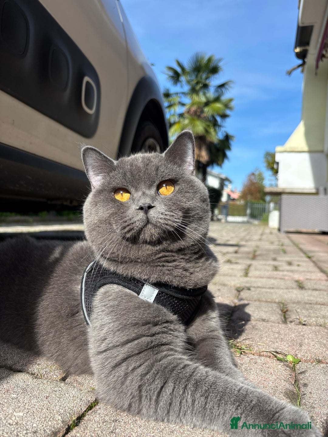 Scottish gatti in vendita: GATTINI SCOTTISH STRAIGHT  - Annuncio 5