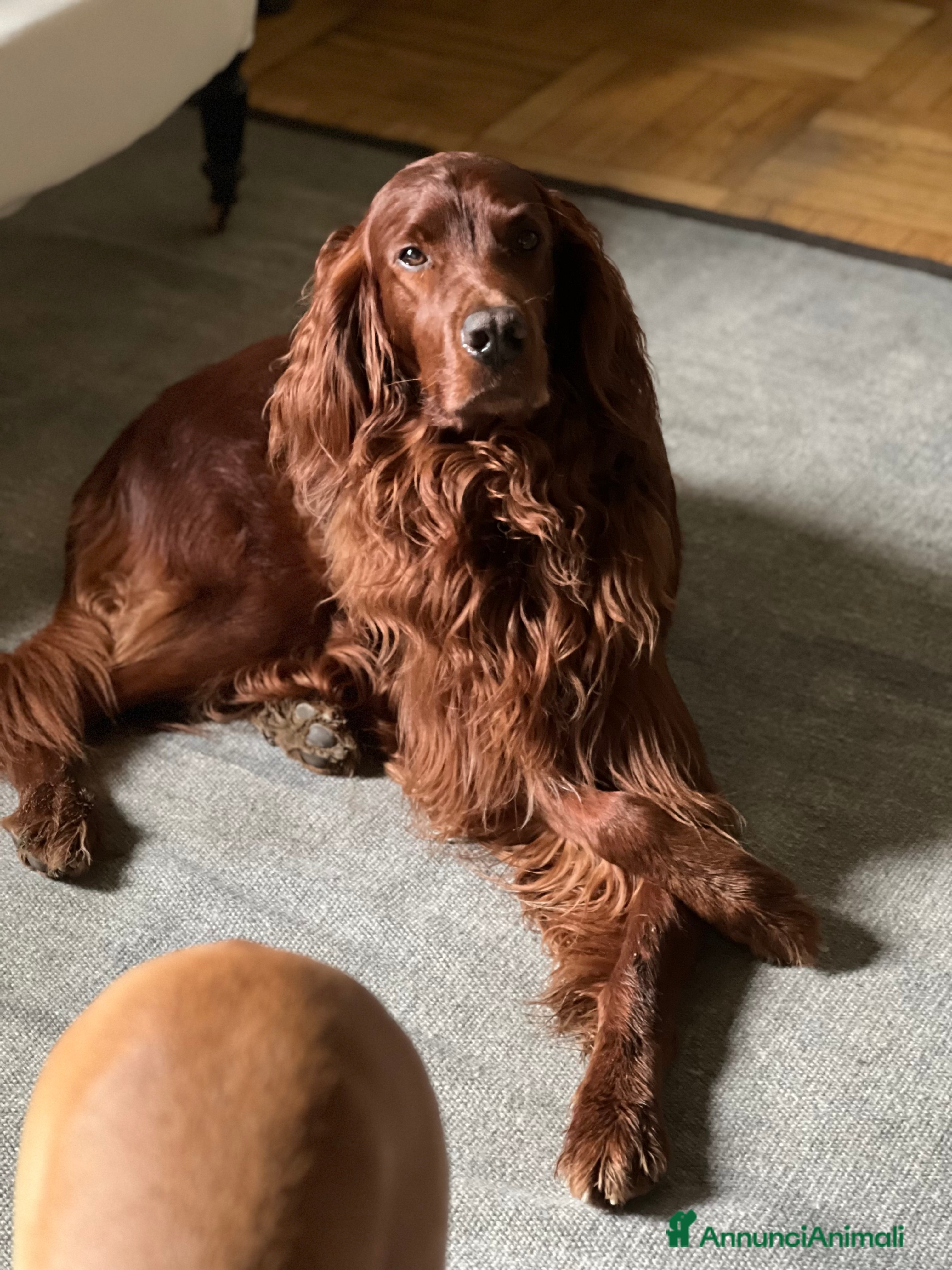 Setter Irlandese cani Aspic, bello e impossibile ;) - Annuncio 2