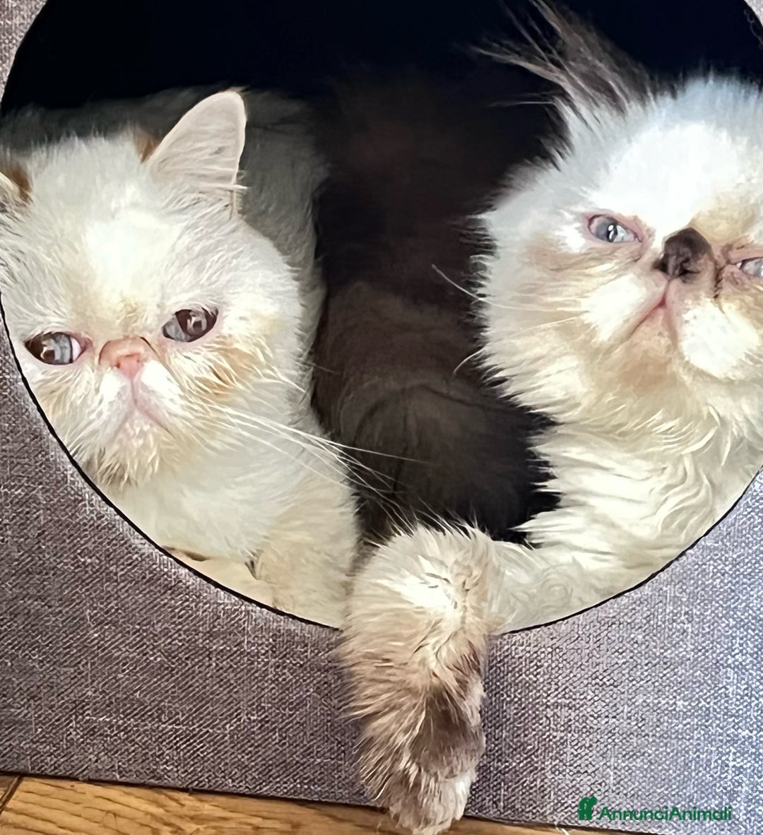 Immagine della galleria {{count}}