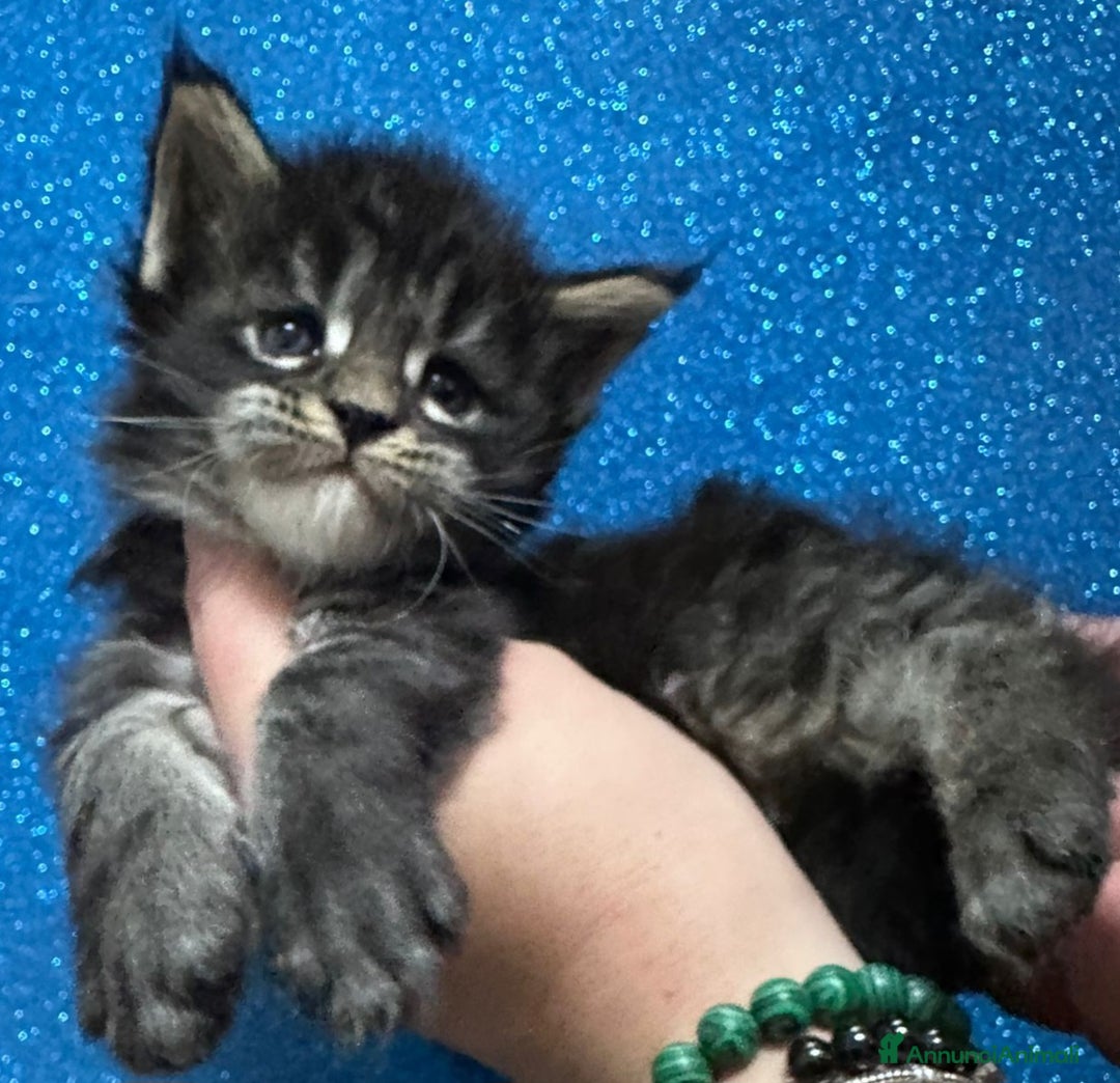 Maine Coon gatti in vendita: Cuccioli maine coon  - Annuncio 1