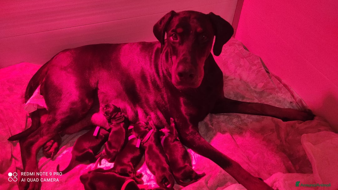 Dobermann cani in vendita: Cuccioli dobermann  - Annuncio 5