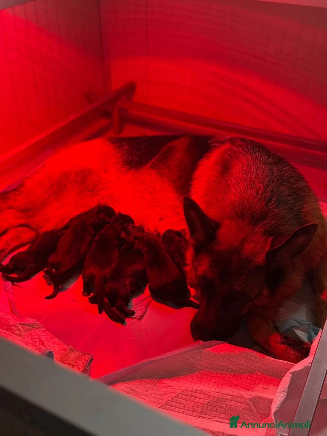 Pastore Tedesco cani in vendita: Cuccioli Pastore tedesco  a Provincia di Como - Annuncio 1