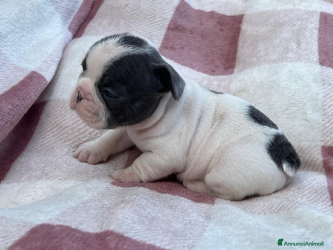 Bulldog Francese cani in vendita: Cuccioli bulldog francese esotici blu - Annuncio 21