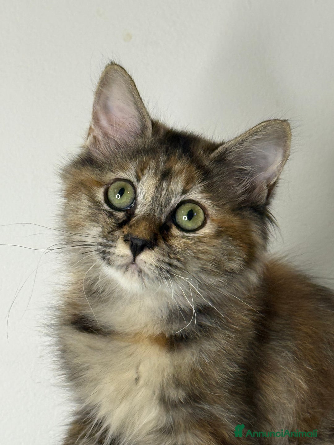 Immagine della galleria {{count}}