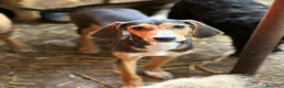 Meticcio cani in regalo: 4 CUCCIOLI simpaticissimi e coccoloni in canile! - Annuncio 12