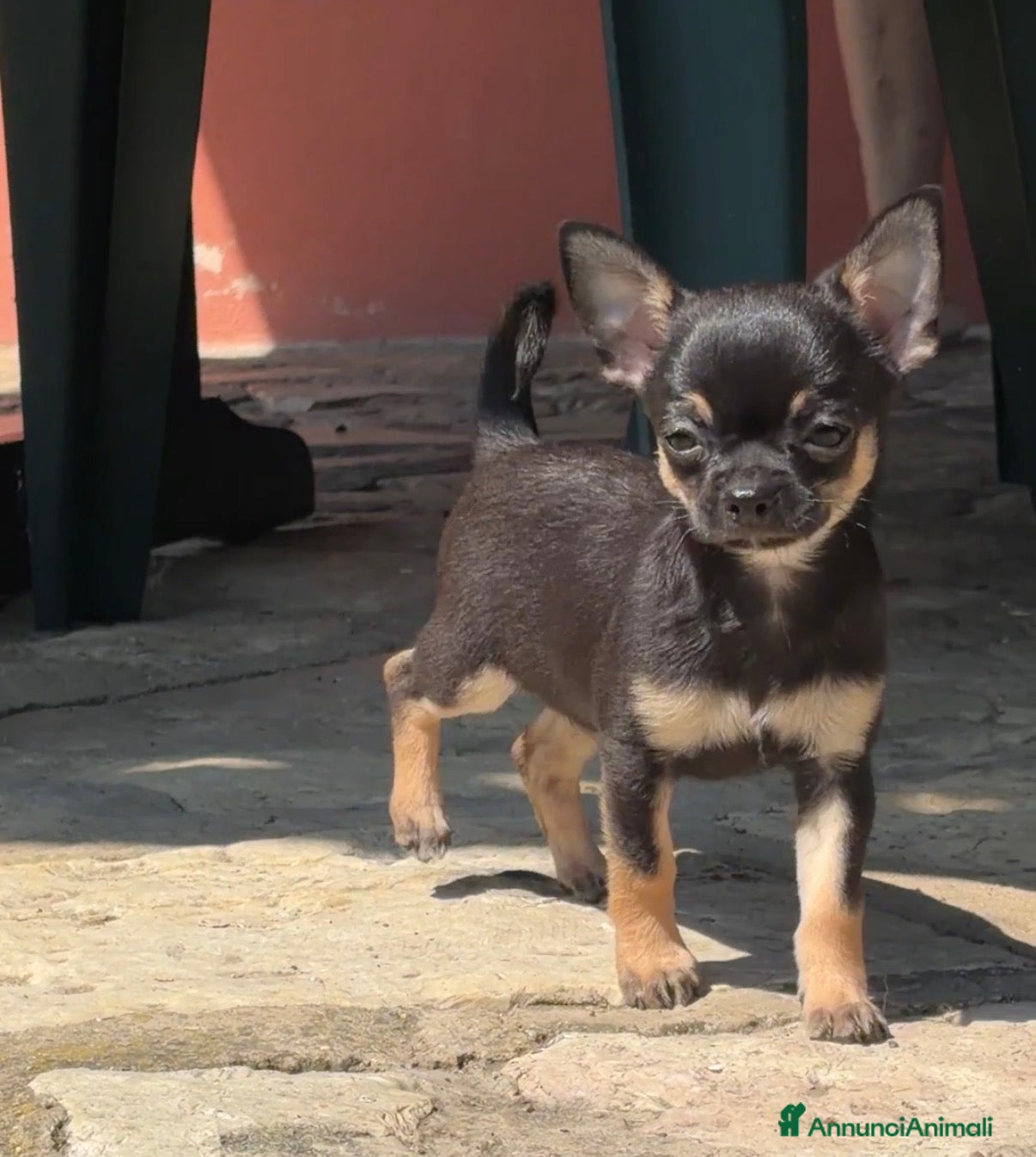 Chihuahua cani Cucciolo di Chihuahua maschio - Annuncio 36