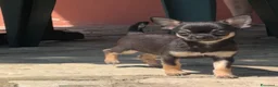 Chihuahua cani in vendita: Cucciolo di Chihuahua maschio - Annuncio 1