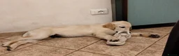 Golden Retriever cani in vendita: Cucciolo maschio Golden retriever  - Annuncio 5