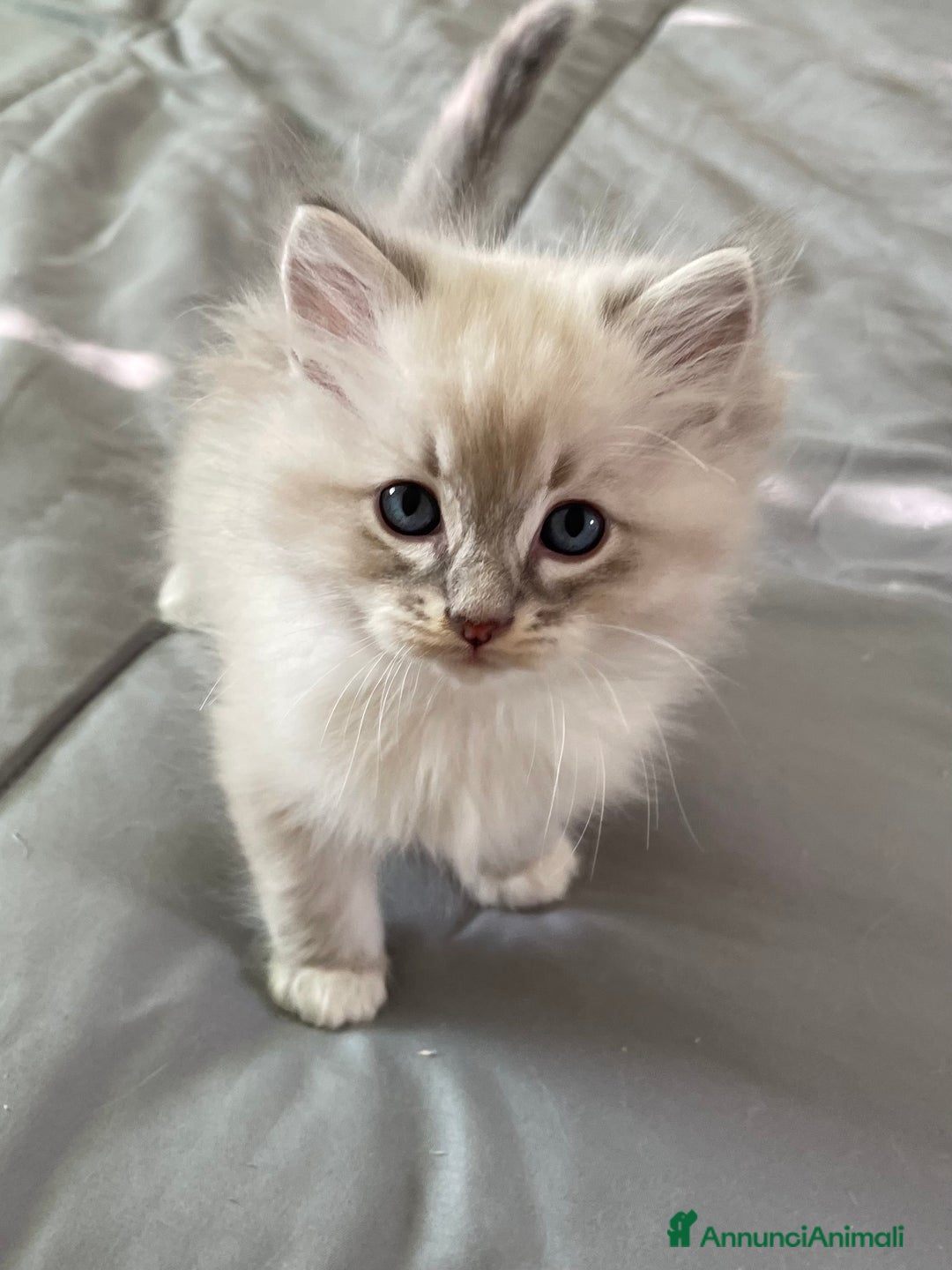Ragdoll gatti in vendita: Cucciolata blu mitted/tabby - Annuncio 5