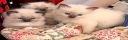 Ragdoll gatti in vendita: Ragdoll  - Annuncio 3
