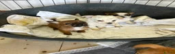 Meticcio cani in regalo: TROPPI CUCCIOLI SOLI IN RIFUGIO  a Provincia di Verona - Annuncio 2