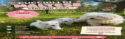 Maltese cani in vendita: Cucciolo maltese  - Annuncio 2