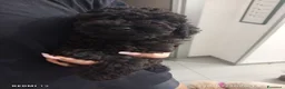 Barboncino cani in vendita: Barboncino nano nero  - Annuncio 5