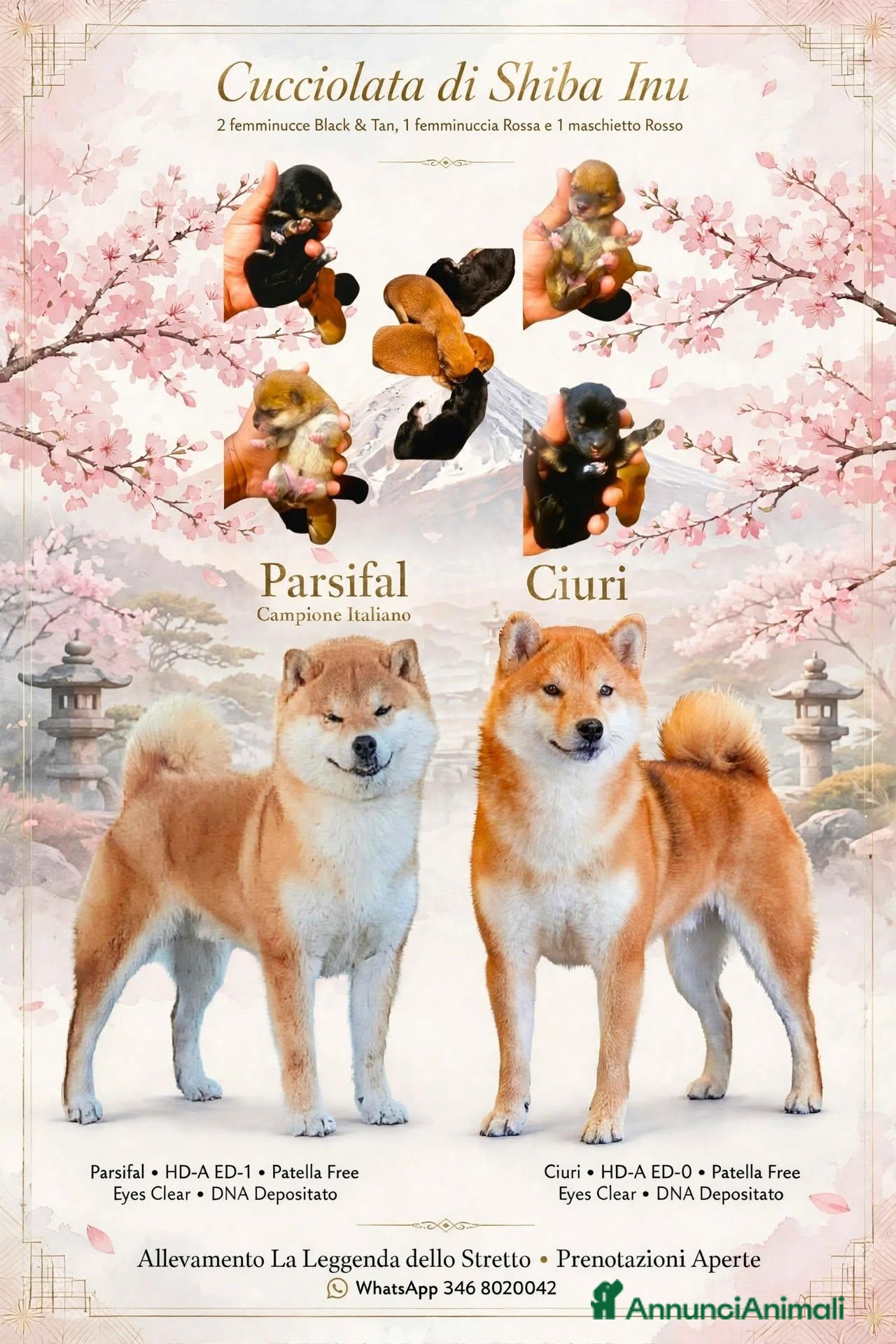 Shiba Inu cani Shiba inu - Annuncio 12
