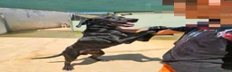 Meticcio cani in regalo: Massy: cucciolone incrocio bracco dolcissimo  - Annuncio 6